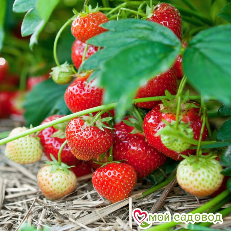 Клубника Холидей (Высокоурожайный сорт) ЗКС С1