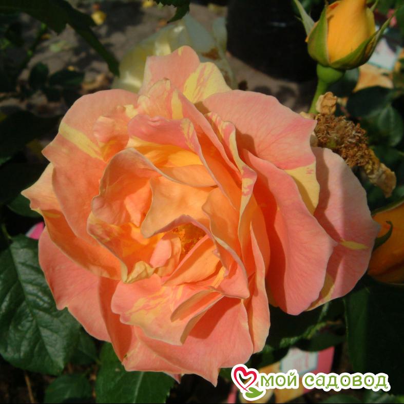 Роза Поль Сезан