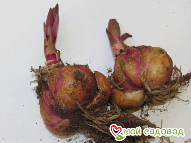 Лилия Старлайт Пэтулз