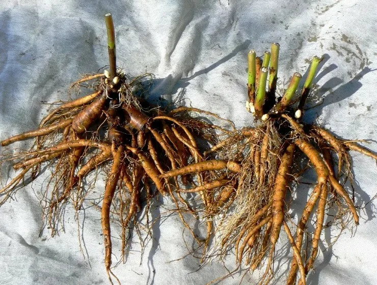 Лилейник Скайлайн